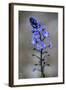 (Veronica Sp) in Flower, Mount Cheget, Caucasus, Russia, June 2008-Schandy-Framed Photographic Print