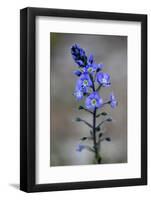 (Veronica Sp) in Flower, Mount Cheget, Caucasus, Russia, June 2008-Schandy-Framed Photographic Print