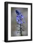 (Veronica Sp) in Flower, Mount Cheget, Caucasus, Russia, June 2008-Schandy-Framed Photographic Print