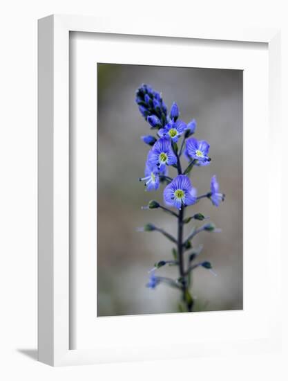 (Veronica Sp) in Flower, Mount Cheget, Caucasus, Russia, June 2008-Schandy-Framed Photographic Print