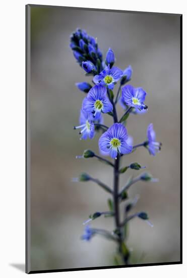 (Veronica Sp) in Flower, Mount Cheget, Caucasus, Russia, June 2008-Schandy-Mounted Photographic Print