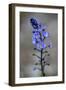 (Veronica Sp) in Flower, Mount Cheget, Caucasus, Russia, June 2008-Schandy-Framed Photographic Print