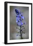 (Veronica Sp) in Flower, Mount Cheget, Caucasus, Russia, June 2008-Schandy-Framed Photographic Print