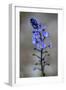 (Veronica Sp) in Flower, Mount Cheget, Caucasus, Russia, June 2008-Schandy-Framed Photographic Print