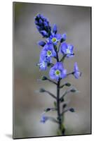 (Veronica Sp) in Flower, Mount Cheget, Caucasus, Russia, June 2008-Schandy-Mounted Photographic Print