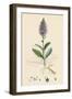 Veronica Spicata Var. Hybrida Spiked Speedwell Var. B-null-Framed Giclee Print