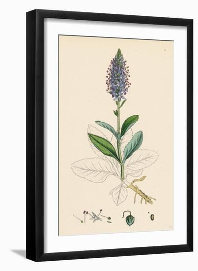 Veronica Spicata Var. Hybrida Spiked Speedwell Var. B-null-Framed Giclee Print