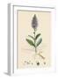 Veronica Spicata Var. Hybrida Spiked Speedwell Var. B-null-Framed Giclee Print