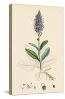 Veronica Spicata Var. Hybrida Spiked Speedwell Var. B-null-Stretched Canvas