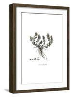 Veronica thymifolia, Flora Graeca-Ferdinand Bauer-Framed Giclee Print