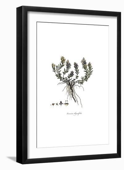 Veronica thymifolia, Flora Graeca-Ferdinand Bauer-Framed Giclee Print