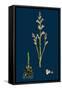 Veronica Verna; Vernal Speedwell-null-Framed Stretched Canvas