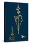 Veronica Verna; Vernal Speedwell-null-Stretched Canvas