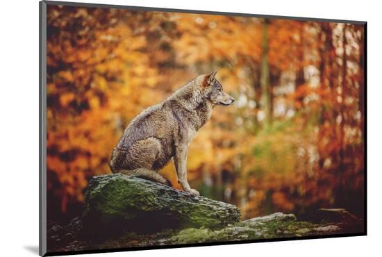 Photographic Print, , large