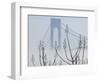 Verrazano-Narrows Bridge in Morning Fog, Staten Island, New York, USA-Walter Bibikow-Framed Photographic Print