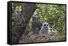 Verreaux's eagle owl (giant eagle owl) (Bubo lacteus) adult and chick on their nest, Kruger Nationa-James Hager-Framed Stretched Canvas