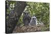 Verreaux's eagle owl (giant eagle owl) (Bubo lacteus) adult and chick on their nest, Kruger Nationa-James Hager-Stretched Canvas