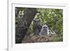 Verreaux's eagle owl (giant eagle owl) (Bubo lacteus) adult and chick on their nest, Kruger Nationa-James Hager-Framed Photographic Print