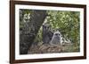 Verreaux's eagle owl (giant eagle owl) (Bubo lacteus) adult and chick on their nest, Kruger Nationa-James Hager-Framed Photographic Print