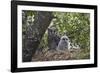 Verreaux's eagle owl (giant eagle owl) (Bubo lacteus) adult and chick on their nest, Kruger Nationa-James Hager-Framed Photographic Print