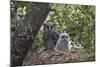 Verreaux's eagle owl (giant eagle owl) (Bubo lacteus) adult and chick on their nest, Kruger Nationa-James Hager-Mounted Photographic Print