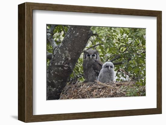 Verreaux's eagle owl (giant eagle owl) (Bubo lacteus) adult and chick on their nest, Kruger Nationa-James Hager-Framed Photographic Print