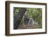 Verreaux's eagle owl (giant eagle owl) (Bubo lacteus) adult and chick on their nest, Kruger Nationa-James Hager-Framed Photographic Print