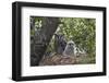 Verreaux's eagle owl (giant eagle owl) (Bubo lacteus) adult and chick on their nest, Kruger Nationa-James Hager-Framed Photographic Print