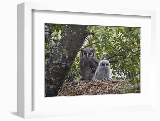 Verreaux's eagle owl (giant eagle owl) (Bubo lacteus) adult and chick on their nest, Kruger Nationa-James Hager-Framed Photographic Print