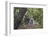 Verreaux's eagle owl (giant eagle owl) (Bubo lacteus) adult and chick on their nest, Kruger Nationa-James Hager-Framed Photographic Print