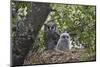 Verreaux's eagle owl (giant eagle owl) (Bubo lacteus) adult and chick on their nest, Kruger Nationa-James Hager-Mounted Photographic Print