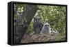 Verreaux's eagle owl (giant eagle owl) (Bubo lacteus) adult and chick on their nest, Kruger Nationa-James Hager-Framed Stretched Canvas