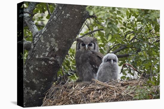 Verreaux's eagle owl (giant eagle owl) (Bubo lacteus) adult and chick on their nest, Kruger Nationa-James Hager-Stretched Canvas