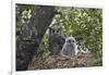 Verreaux's eagle owl (giant eagle owl) (Bubo lacteus) adult and chick on their nest, Kruger Nationa-James Hager-Framed Photographic Print