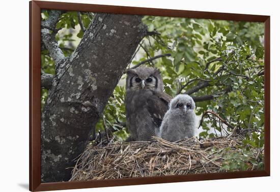 Verreaux's eagle owl (giant eagle owl) (Bubo lacteus) adult and chick on their nest, Kruger Nationa-James Hager-Framed Photographic Print