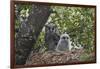 Verreaux's eagle owl (giant eagle owl) (Bubo lacteus) adult and chick on their nest, Kruger Nationa-James Hager-Framed Photographic Print