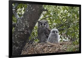 Verreaux's eagle owl (giant eagle owl) (Bubo lacteus) adult and chick on their nest, Kruger Nationa-James Hager-Framed Photographic Print