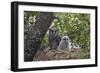 Verreaux's eagle owl (giant eagle owl) (Bubo lacteus) adult and chick on their nest, Kruger Nationa-James Hager-Framed Photographic Print