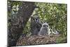 Verreaux's eagle owl (giant eagle owl) (Bubo lacteus) adult and chick on their nest, Kruger Nationa-James Hager-Mounted Photographic Print