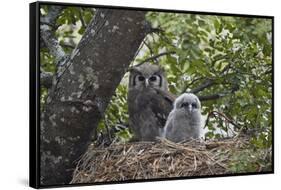 Verreaux's eagle owl (giant eagle owl) (Bubo lacteus) adult and chick on their nest, Kruger Nationa-James Hager-Framed Stretched Canvas