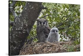 Verreaux's eagle owl (giant eagle owl) (Bubo lacteus) adult and chick on their nest, Kruger Nationa-James Hager-Stretched Canvas