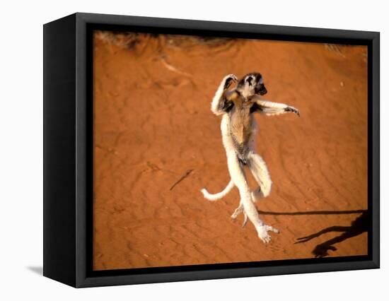 Verreaux's Sifaka, Berenty, Madagascar-Pete Oxford-Framed Stretched Canvas