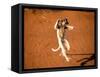 Verreaux's Sifaka, Berenty, Madagascar-Pete Oxford-Framed Stretched Canvas