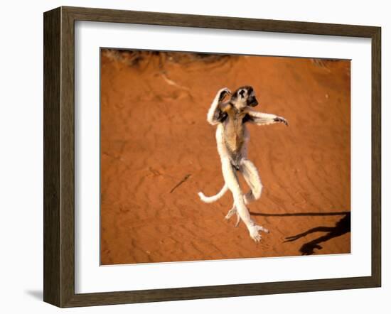 Verreaux's Sifaka, Berenty, Madagascar-Pete Oxford-Framed Premium Photographic Print