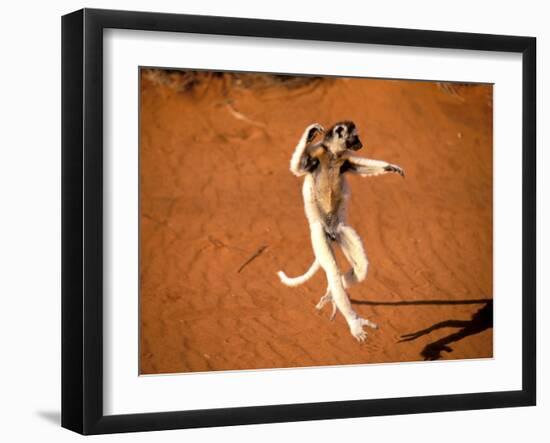 Verreaux's Sifaka, Berenty, Madagascar-Pete Oxford-Framed Premium Photographic Print