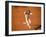 Verreaux's Sifaka, Berenty, Madagascar-Pete Oxford-Framed Premium Photographic Print