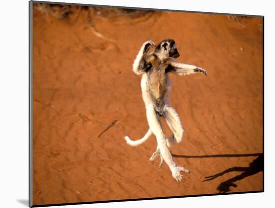 Verreaux's Sifaka, Berenty, Madagascar-Pete Oxford-Mounted Premium Photographic Print