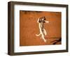 Verreaux's Sifaka, Berenty, Madagascar-Pete Oxford-Framed Photographic Print