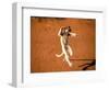 Verreaux's Sifaka, Berenty, Madagascar-Pete Oxford-Framed Photographic Print