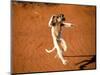 Verreaux's Sifaka, Berenty, Madagascar-Pete Oxford-Mounted Photographic Print